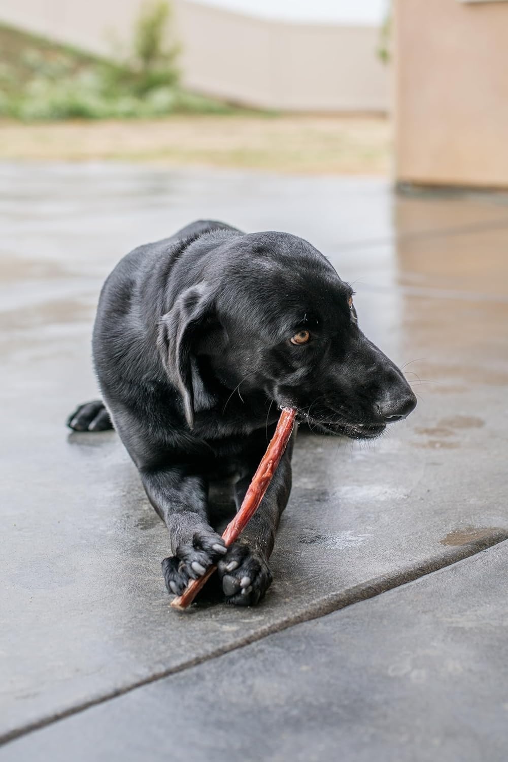 image:imageGigaBite Bully Sticks for Dogs All Natural Beef Pizzle Dog Chews Odor amp Rawhide Free Dog Treats Long Lasting High Protein Chews Digestible Dental Dog Treat Sticks Regular 6 1 PoundEsophagus Sticks