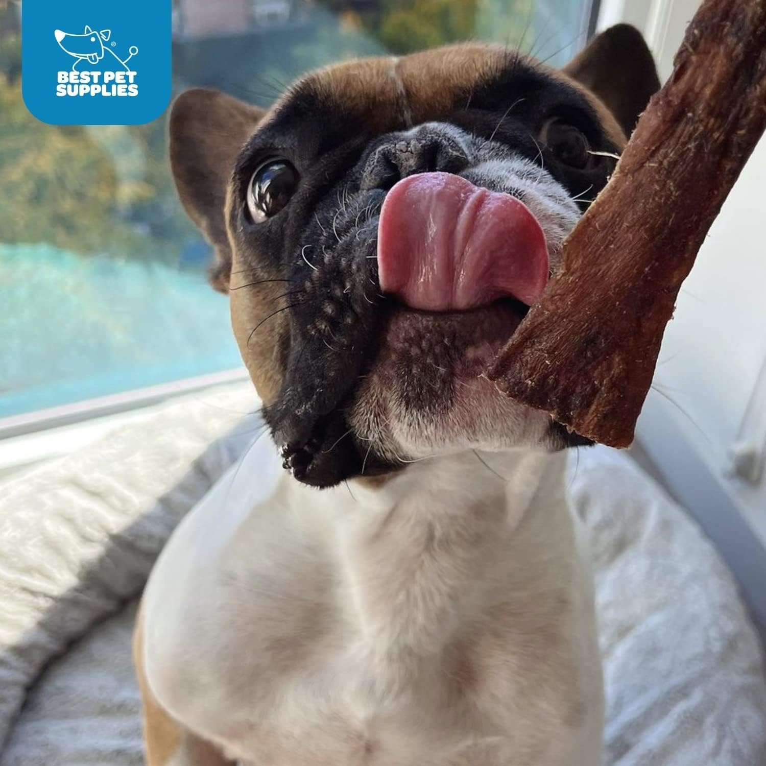 image:imageGigaBite Bully Sticks for Dogs All Natural Beef Pizzle Dog Chews Odor amp Rawhide Free Dog Treats Long Lasting High Protein Chews Digestible Dental Dog Treat Sticks Regular 6 1 PoundEsophagus Strips