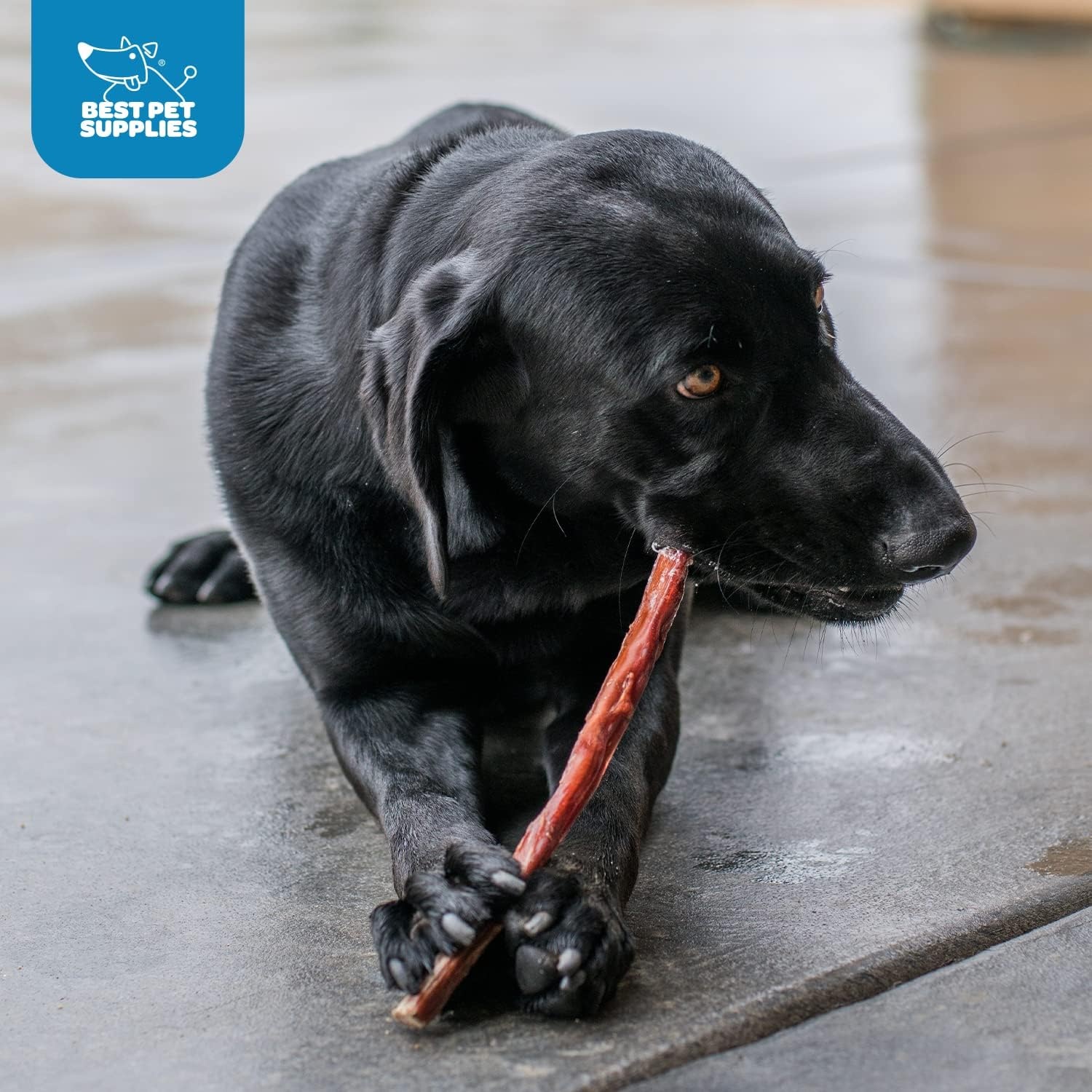 image:imageGigaBite Bully Sticks for Dogs All Natural Beef Pizzle Dog Chews Odor amp Rawhide Free Dog Treats Long Lasting High Protein Chews Digestible Dental Dog Treat Sticks Monstrous 6 Pack of 812inch