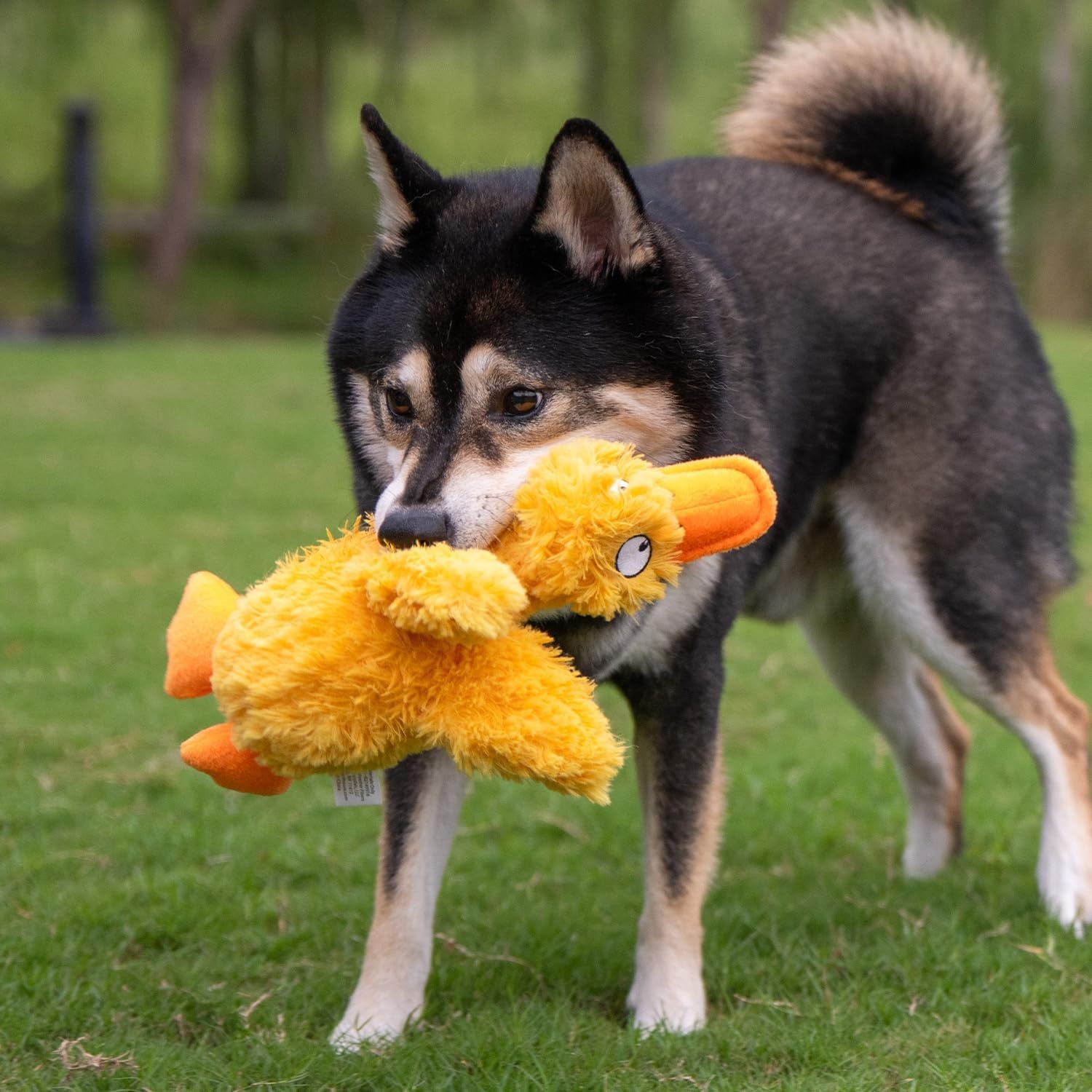 image:imageBest Pet Supplies Interactive Squeaky Dog Chew Toy Ideal Dog Toys for Chewers Small Medium amp Large Dogs and Fetch Lovers Tennis Yellow Medium Pack of 4Ducky Doodle Yellow
