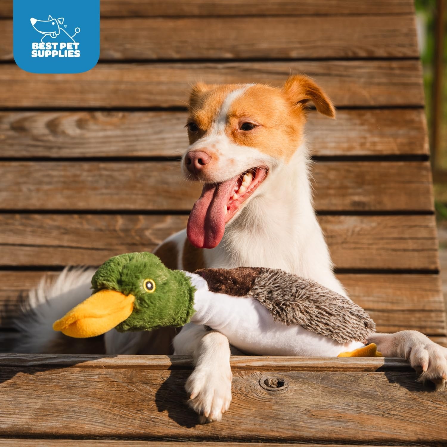 image:imageBest Pet Supplies Interactive Squeaky Dog Chew Toy Ideal Dog Toys for Chewers Small Medium amp Large Dogs and Fetch Lovers Tennis Yellow Medium Pack of 4Mallard Duck Gray Gray Brown
