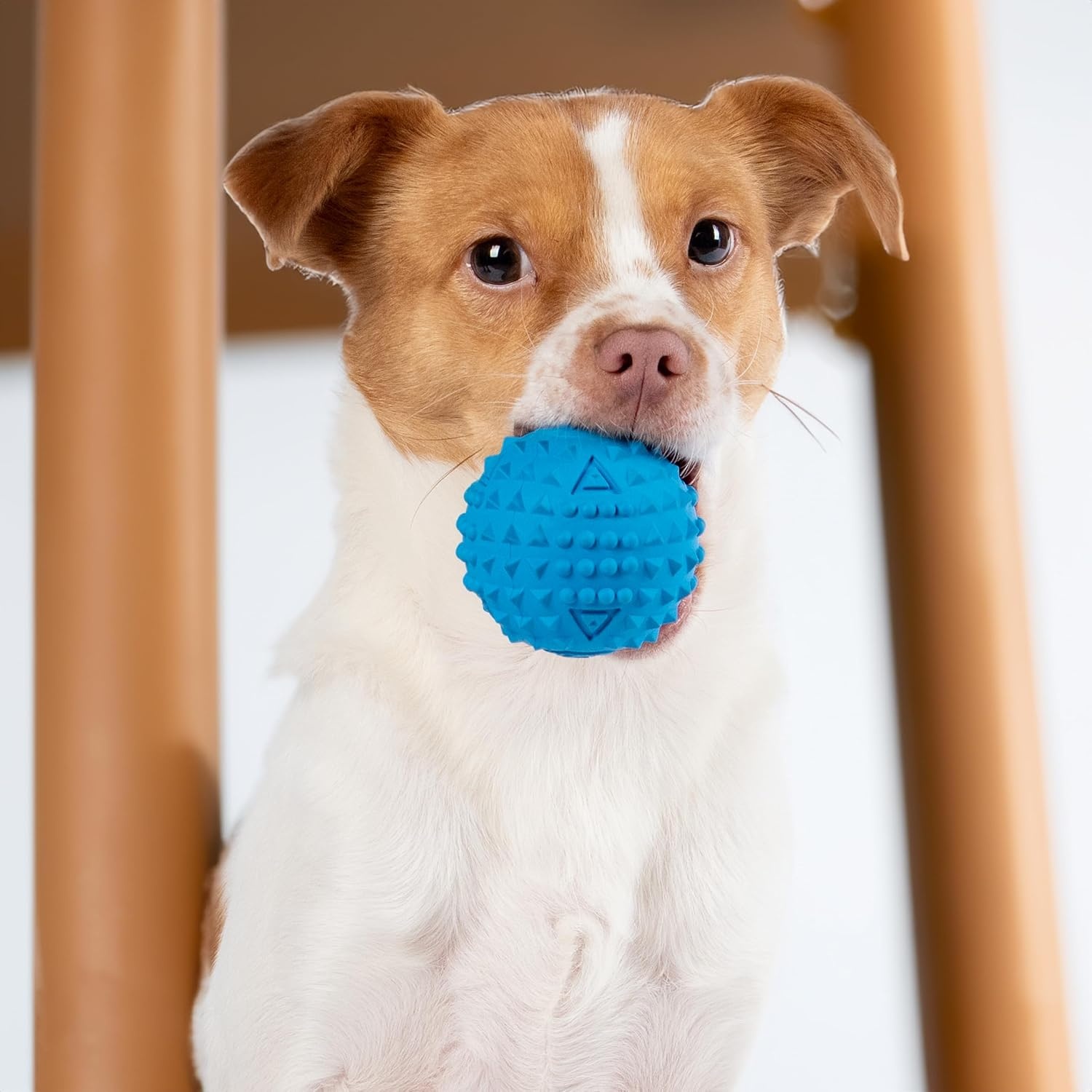 image:imageBest Pet Supplies Interactive Squeaky Dog Chew Toy Ideal Dog Toys for Chewers Small Medium amp Large Dogs and Fetch Lovers Tennis Yellow Medium Pack of 4Spiky Ball Blue Orange