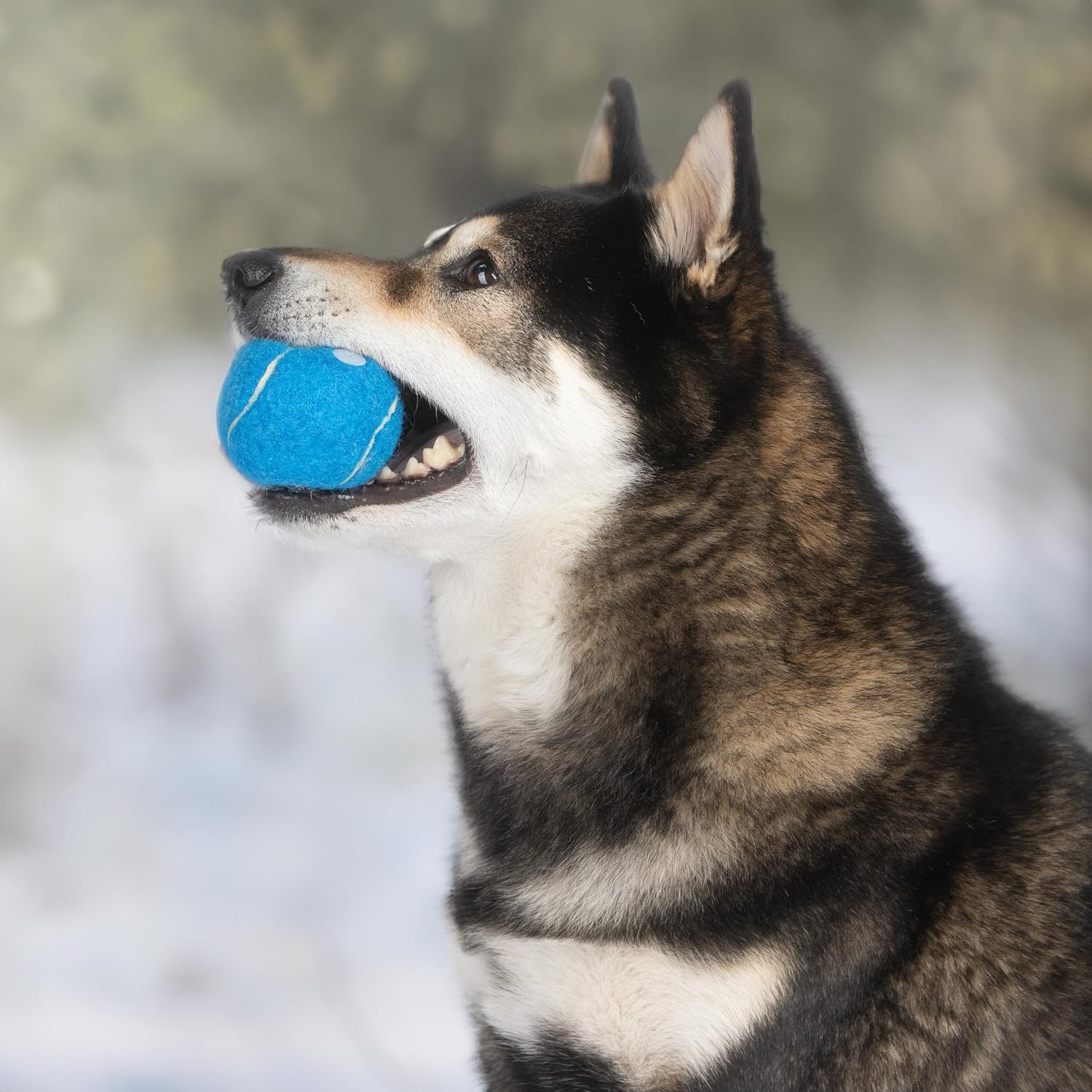 image:imageBest Pet Supplies Interactive Squeaky Dog Chew Toy Ideal Dog Toys for Chewers Small Medium amp Large Dogs and Fetch Lovers Tennis Yellow Medium Pack of 4Tennis Assorted Color