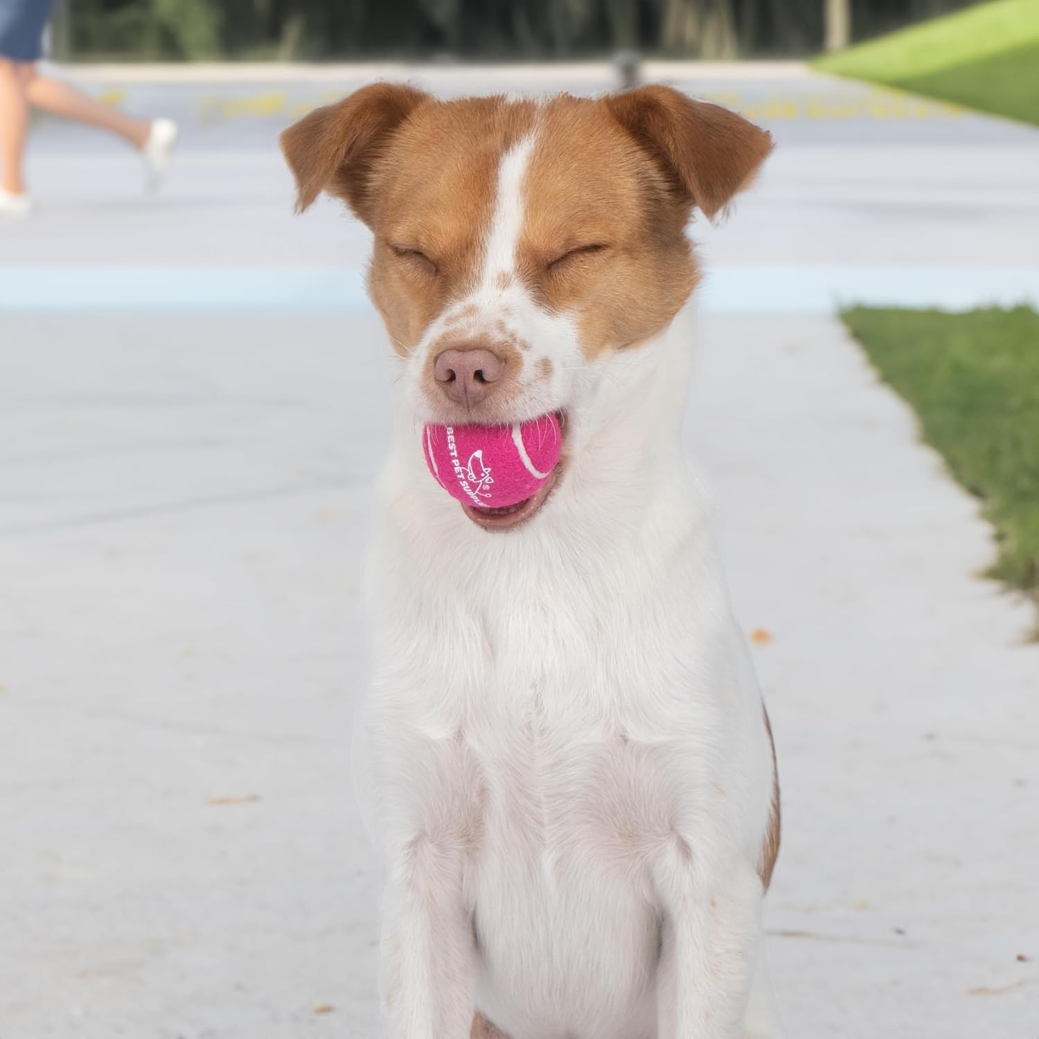 image:imageBest Pet Supplies Interactive Squeaky Dog Chew Toy Ideal Dog Toys for Chewers Small Medium amp Large Dogs and Fetch Lovers Tennis Yellow Medium Pack of 4Tennis Assorted Color