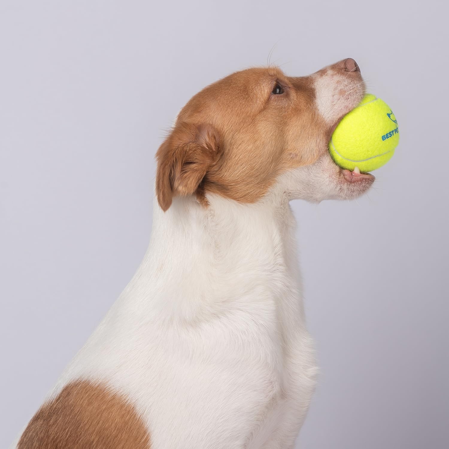 image:imageBest Pet Supplies Interactive Squeaky Dog Chew Toy Ideal Dog Toys for Chewers Small Medium amp Large Dogs and Fetch Lovers Tennis Yellow Medium Pack of 4Tennis Yellow