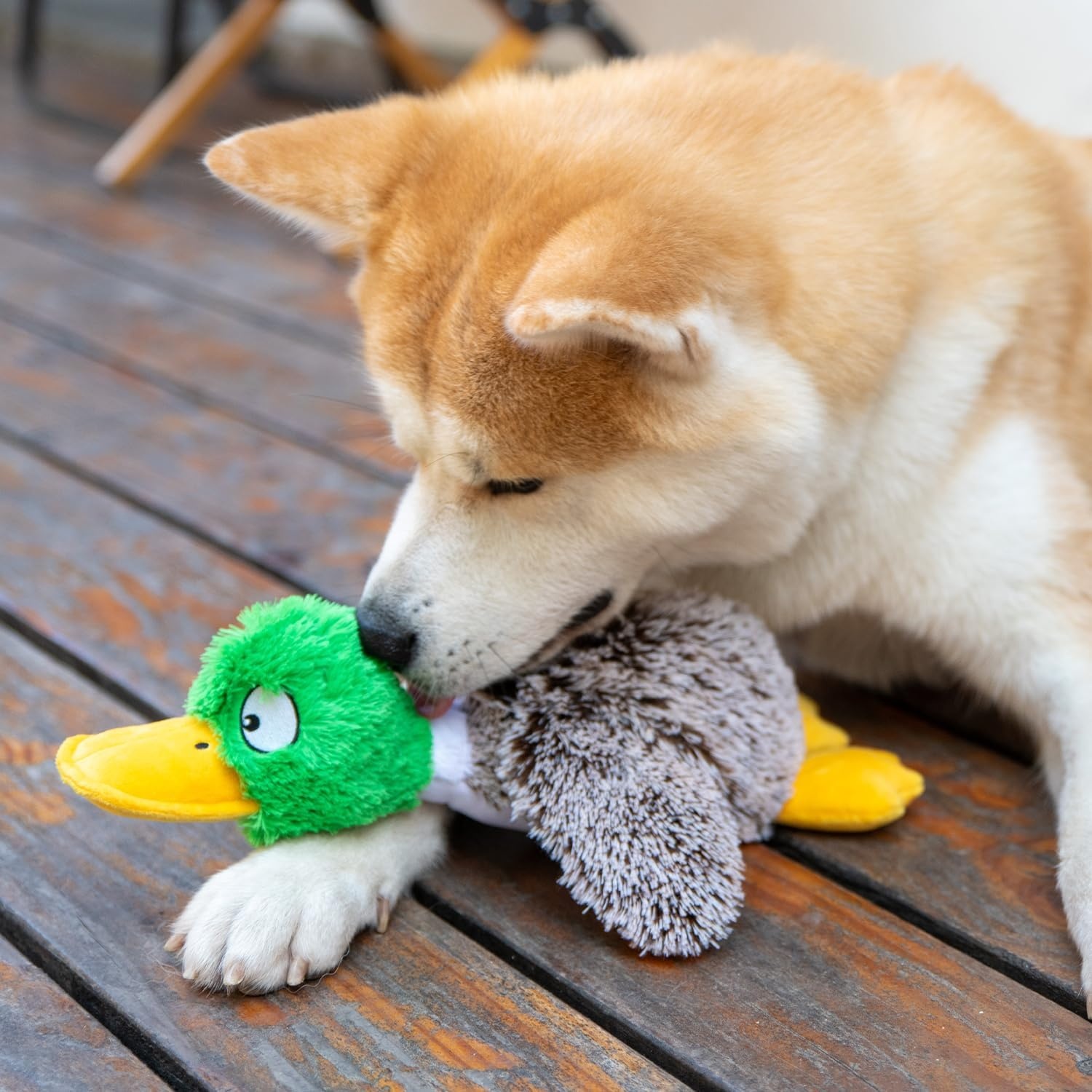 image:imageBest Pet Supplies Interactive Squeaky Dog Chew Toy Ideal Dog Toys for Chewers Small Medium amp Large Dogs and Fetch Lovers Tennis Yellow Medium Pack of 4Mallard Duck Gray