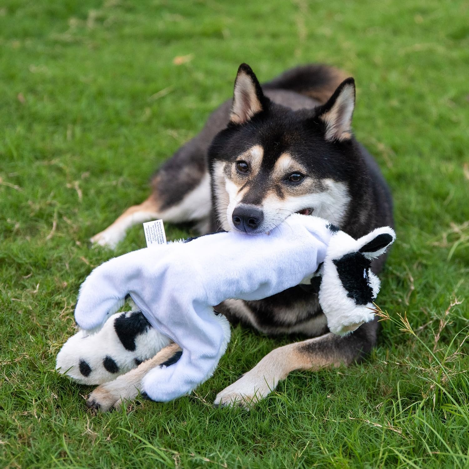 image:imageBest Pet Supplies Squeaky Dog Toys with Soft Durable Fabric for Small Medium and Large Pets Interactive Toy for Indoor Play Supports Active Biting and Play Fuchsia Green MediumCow