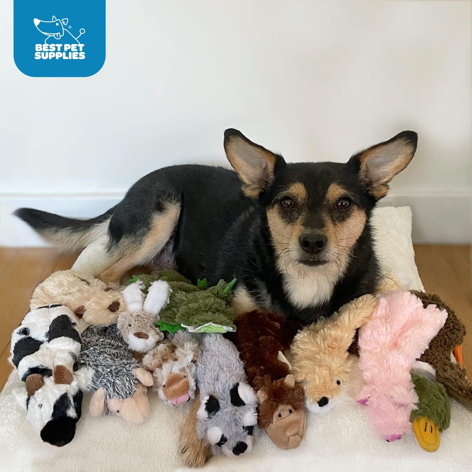 image:imageBest Pet Supplies Squeaky Dog Toys with Soft Durable Fabric for Small Medium and Large Pets Interactive Toy for Indoor Play Supports Active Biting and Play Fuchsia Green MediumMulticolorRaccoon Fox