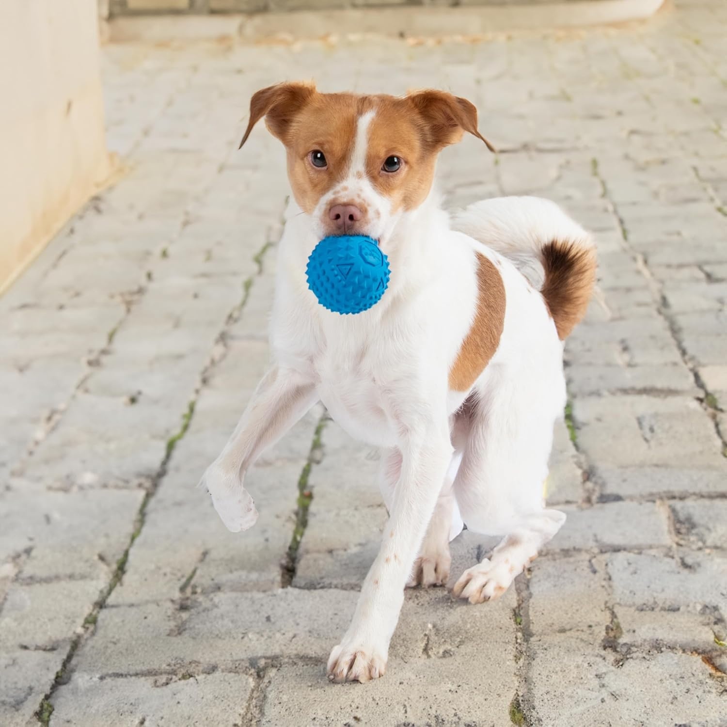 image:imageBest Pet Supplies Squeaky Dog Toys with Soft Durable Fabric for Small Medium and Large Pets Interactive Toy for Indoor Play Supports Active Biting and Play Fuchsia Green MediumBlue