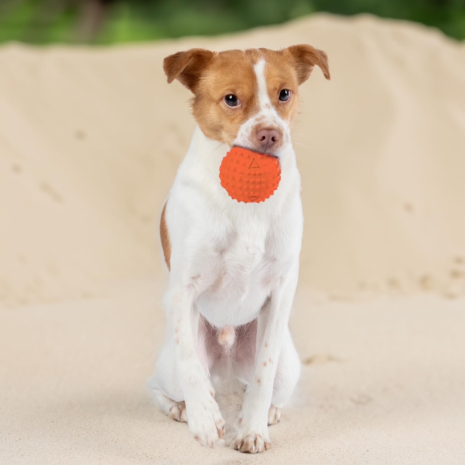 image:imageBest Pet Supplies Squeaky Dog Toys with Soft Durable Fabric for Small Medium and Large Pets Interactive Toy for Indoor Play Supports Active Biting and Play Fuchsia Green MediumOrange