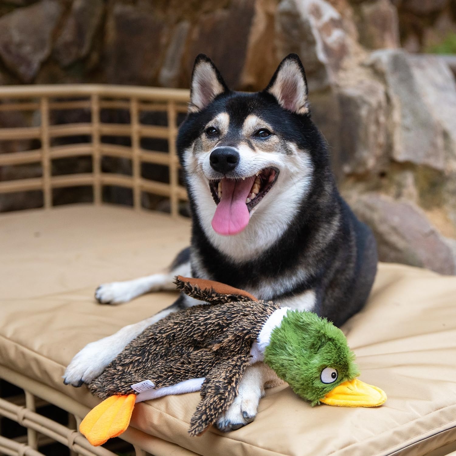 image:imageBest Pet Supplies Squeaky Dog Toys with Soft Durable Fabric for Small Medium and Large Pets Interactive Toy for Indoor Play Supports Active Biting and Play Fuchsia Green MediumBrownWild Duck