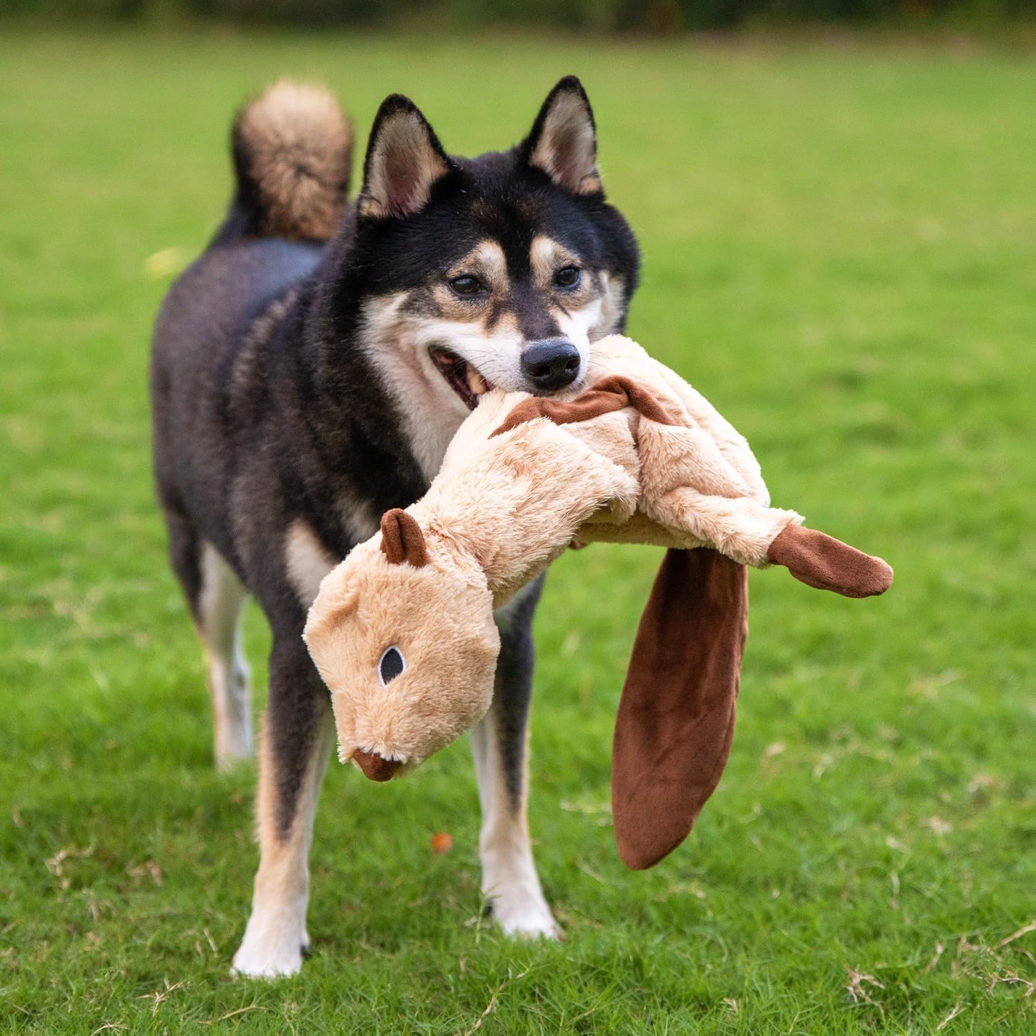 image:imageBest Pet Supplies Squeaky Dog Toys with Soft Durable Fabric for Small Medium and Large Pets Interactive Toy for Indoor Play Supports Active Biting and Play Fuchsia Green MediumMulticolorMonkey Squirrel